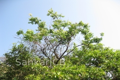 Trichilia connaroides